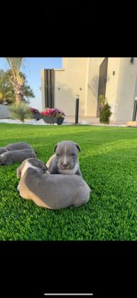 גורי בלו נאוז גיזעיים ברמה