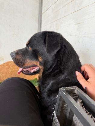 גורות רוטווילר למכירה לירצינים