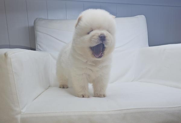 דובוני צאו מושלמים מהסוג