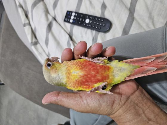 גרינציקים האכלת יד ברמה גבוהה