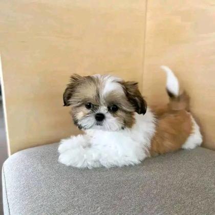 גורי שיצו גזעיים לאימוץ