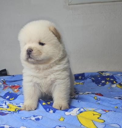 דובוני צאו מושלמים מהסוג