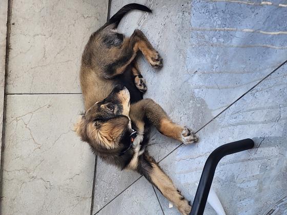 מעורבת קווקזי עם בורדר קולי