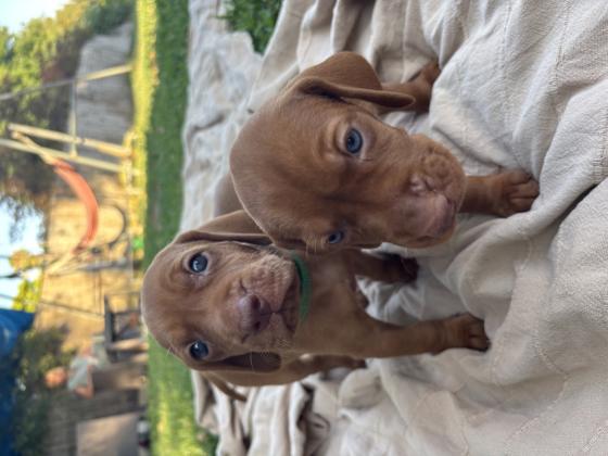 נולדו גורי ויסלה מהממים! מחפשים