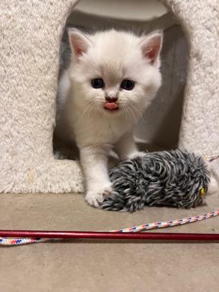 גורים בריטים בגיל שתי חודשים