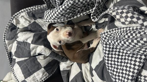 גור פיטבול רד נאוז רמה