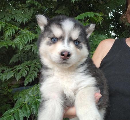 האסקי סיבירי בני חודשיים, לאחר