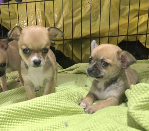 גורי ציוואוואה ננסיים קטנים ומתוקים