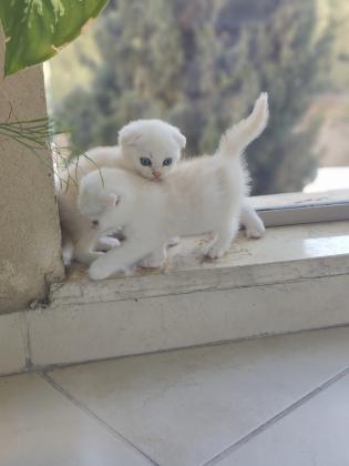 גורים סקוטי פולד מרגלים לאוחל