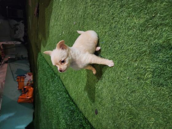 ציוואווה ארוכת שיער בת 3