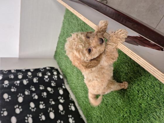 פודל טוי טיקאפ בן 8