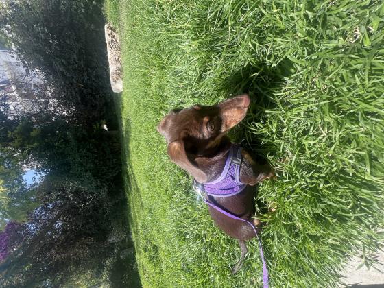 גורת תחש אנרגטית ומהממת ביופיה