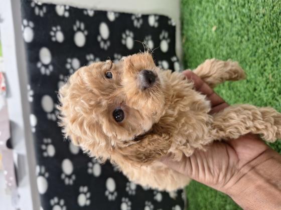 פודל טוי טיקאפ בן 8