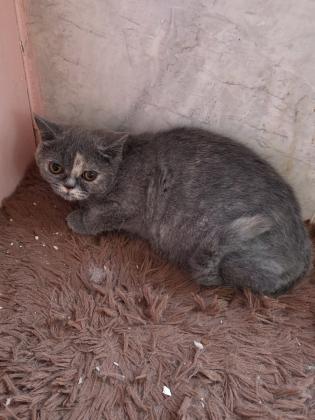 גורות בריטי בגיל 4 חודש מוכנות לבית חדש