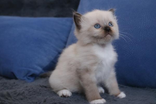 גור רגדול זכר בן חודש ,יפיוף