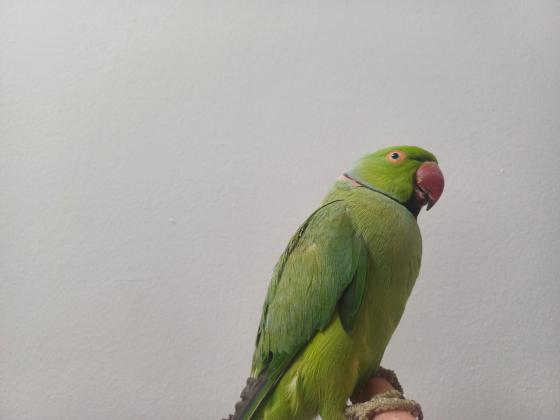 תוכי דררה לא נושך האכלת יד עם כתר בצוואר