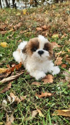 גורי שיצו גזעיים לאימוץ