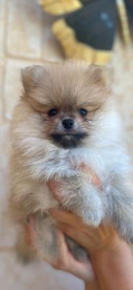 � למכירה – שני זכרים