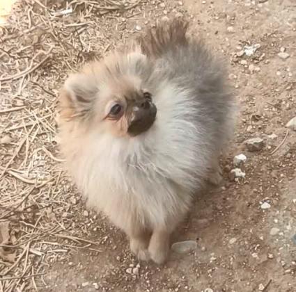 גורה פומרניין מהממת