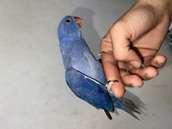 ⸻✨ הדררות של חוות החופש