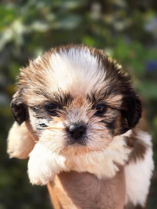 שתי גורות אחרונות של שיצו