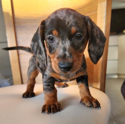 גורי תחש לאחר חיסון ראשון תילוע ופנקס