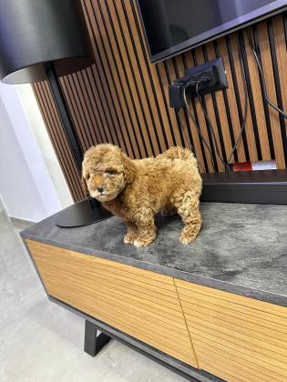 גורים פודל יפייפים גיל חודשיים