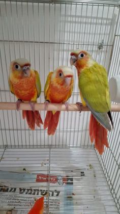 קוניור סאנשיק אכלת יד 2025 בדוקי מין