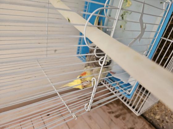 כולל כלוב מאובזר ואוכל