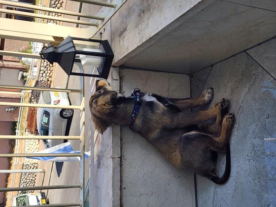 מעורבת קווקזי עם בורדר קולי