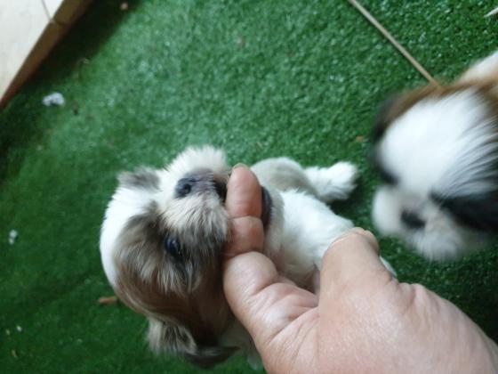 שיצו נקבה מהממת, המלטה בייתי