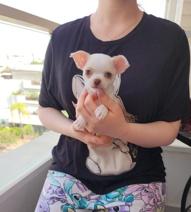 גורה צ'וואווה ננסי שיער קצר