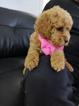 גורים פודל אדום יפייפים גיל