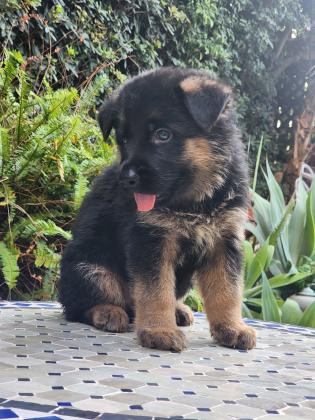 גורי רועה גרמני מהממים לאחר