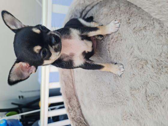 גורי ציוואווה בני חודשיים וחצי