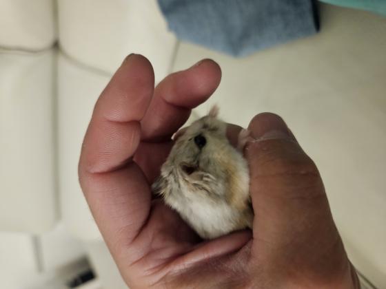 אוגר סיבירי