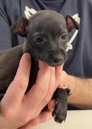 גורה גזעית של גרייהאונד איטלקי,