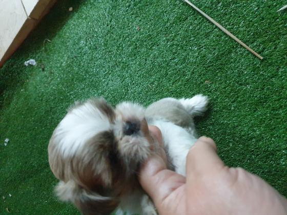 שיצו נקבה מהממת, המלטה בייתי