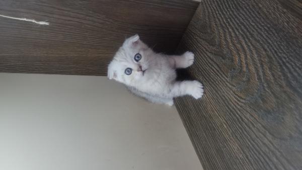 גורים סקוטיים גזעיים, מקסימים ויפיפיים