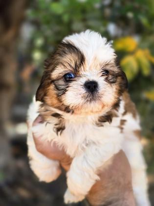 גורי שיצו מהממים לאחר חיסון