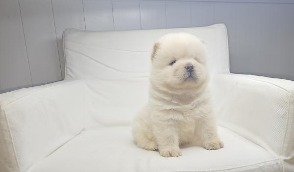 דובוני צאו מושלמים מהסוג