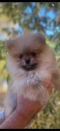 � למכירה – שני זכרים