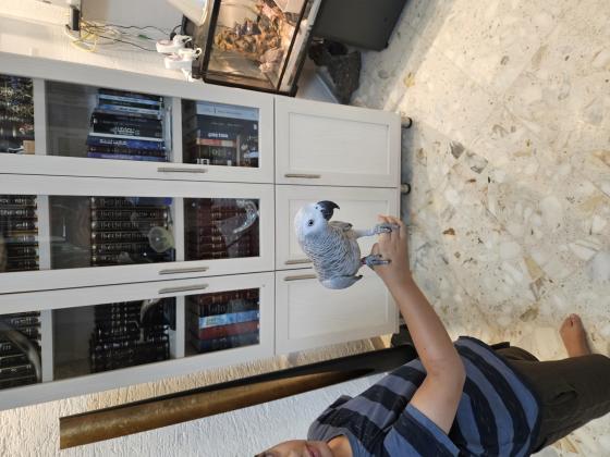 תוכי גאקו גוזל גמול האכלת