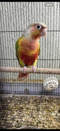 גרינציקים במבחר מופעיםמחיר לפי מופע