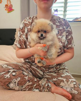 גור פומרניין בן חודשים