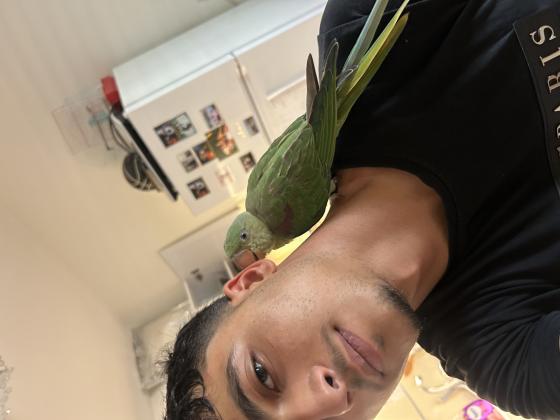 אלכסנדרין האכלת יד רמה גבוהה