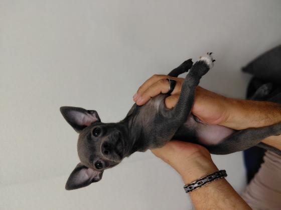 גור מושלם בצבע נדיר אפור, אחרי חיסון שני