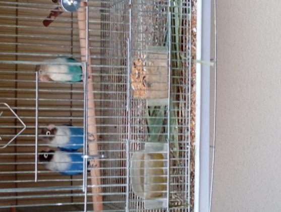 למכירה זוג פרסונטה יפים ופישר