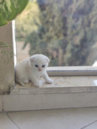 גורים סקוטי פולד מרגלים לאוחל