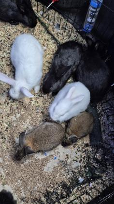 ארנבונים בכל הצבעים מהממים ביופיםמתאימי...